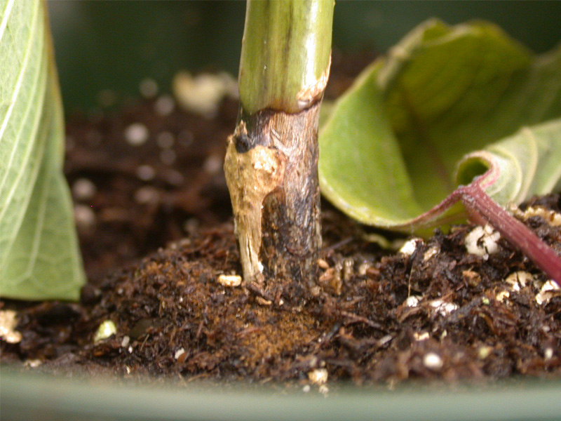 hongo Rhizoctonia spp.
